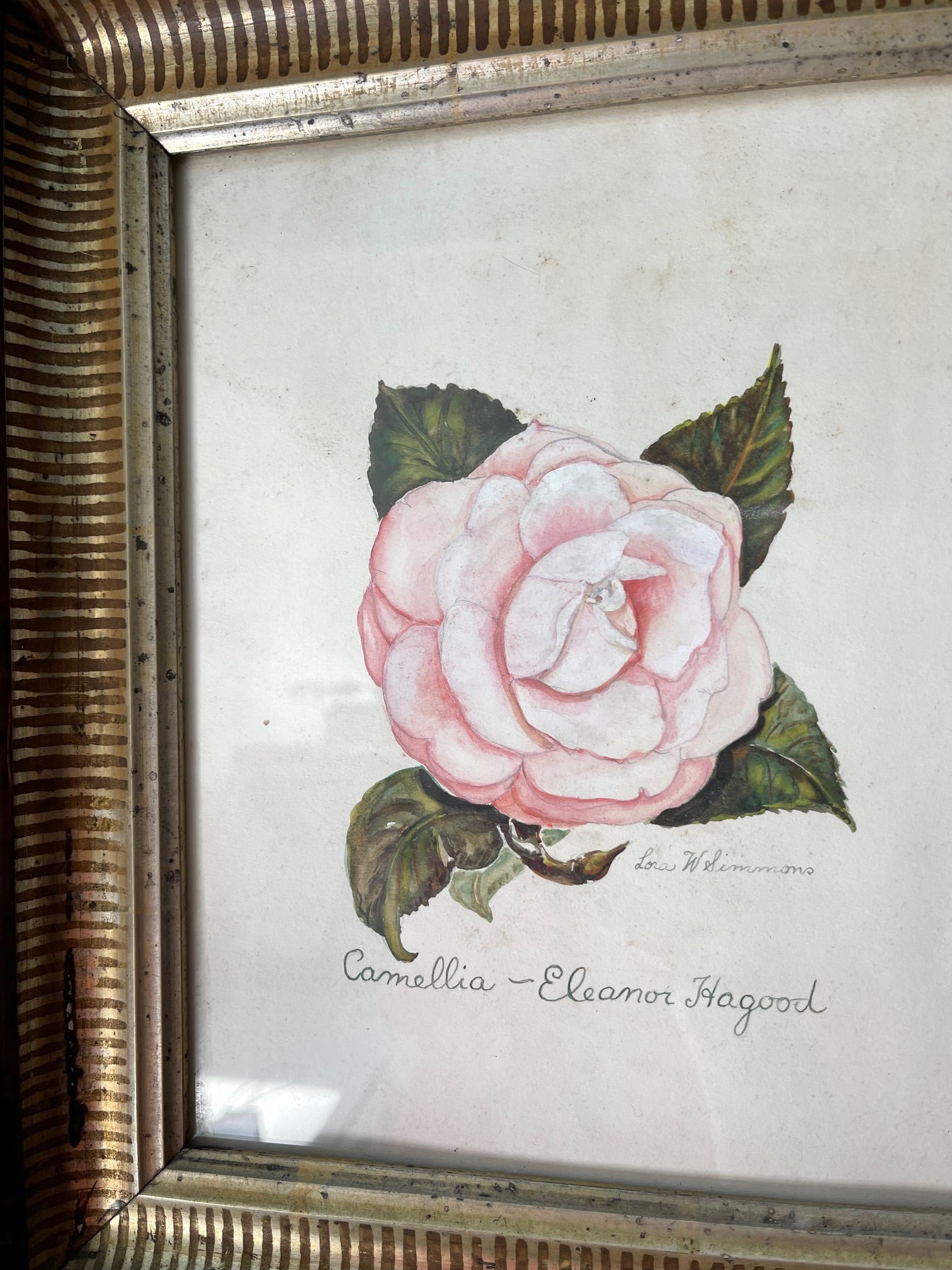 Antique Framed Hand Colored Botanical Drawing