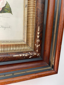 Antique Framed Hand Colored Botanical Drawing