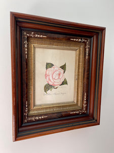 Antique Framed Hand Colored Botanical Drawing