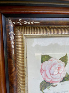 Antique Framed Hand Colored Botanical Drawing
