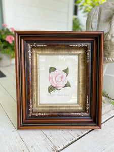 Antique Framed Hand Colored Botanical Drawing