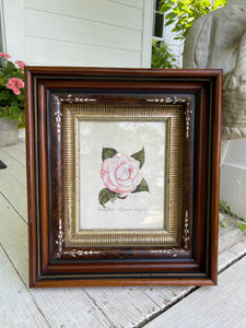 Antique Framed Hand Colored Botanical Drawing